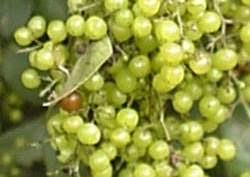 Image result for Searsia pyroides