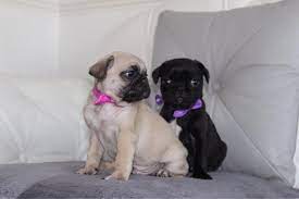 Properly educating yourself on care of your pug puppy is essential is raising a healthy and happy pup! Pug Puppies For Sale Newark Nj 299764 Petzlover