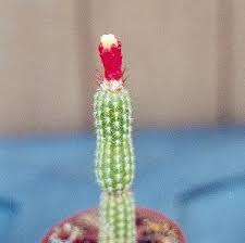 It allows them to survive long periods. 1 000 Types Of Cactuses With Pictures Cactus Identification Cheat Sheet Succulent Alley