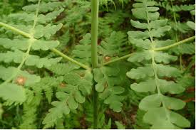 Image result for Histiopteris