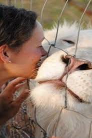 Top 10 Wild Animals You Can Own As Pets Animals Wild Kindness To Animals Animals
