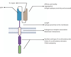 Image of CAR Tcell structure