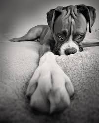 Pin By Katrina Houston On Animals Boxer Dogs Cute Animals Baby Dogs