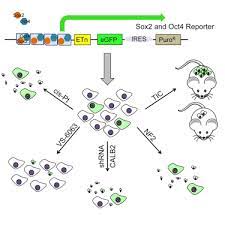 Maybe you would like to learn more about one of these? Stem Cell Factor Based Identification And Functional Properties Of In Vitro Selected Subpopulations Of Malignant Mesothelioma Cells Sciencedirect