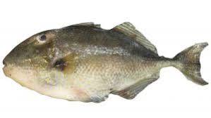 Mengenal Ikan Ayam Ayam Jmi