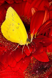 Seas1 Little Yellow Butterfly Pyrisitia Lisa Singapore Airport Slides Img 4117 Jpg Yellow Butterfly Beautiful Butterfly Photography Butterfly