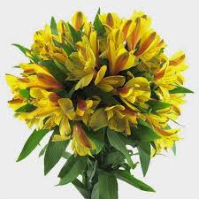 Alstroemeria, commonly called the peruvian lily or lily of the incas, is a genus of flowering plants in the family. Yellow Alstroemeria Wholesale Blooms By The Box
