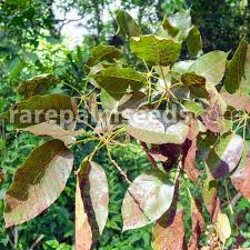 Image result for Astropanax