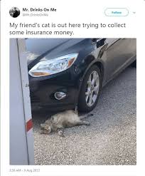 Most Dramatic Actress Award Goes To Funny Animals Funny Animal Memes Cute Funny Animals