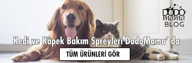 Kopek Kokusu Nasil Giderilir