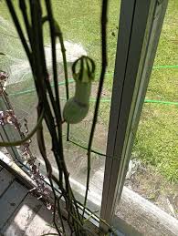 Image result for Ceropegia nilotica