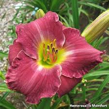 Soft piano and guitar are common instruments for this. Earth Music Day Lilies Flowers Daylilies