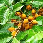 Image result for Lecaniodiscus