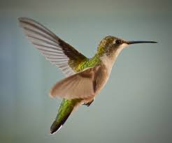 3.6 out of 5 stars 8 ratings. How To Attract Hummingbirds To Your Yard Our Wabisabi Life