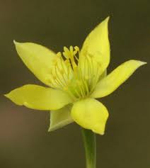 Image result for Talinum crispatulum