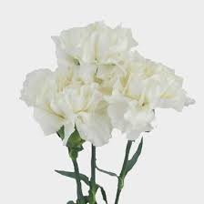 Browse our wide selection of cakes, flowers and gifts and get them quickly delivered from a cake shop near you. White Fancy Carnation Flowers Wholesale Blooms By The Box