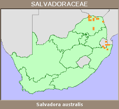 Image result for Salvadora australis