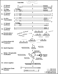 Alternative Splicing Enriched Cdna Libraries Identify Breast Cancer Associated Transcripts Bmc Genomics Full Text