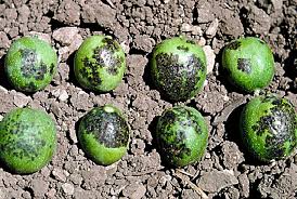 Image result for Walnut blight