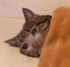 Sad Cat Meme Crying cat giving a thumbs up memes depict someone trying to signify positivity or stability when they are actually quite sad. sad cat meme