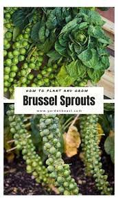 How To Plant Grow Brussel Sprouts Complete Guide Brussel Sprout Plant Brussel Sprouts Sprouts