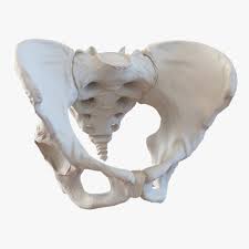 Female Pelvis Skeleton 3d Model Ad Pelvis Female Model Skeleton Female Skeleton Human Skeleton Anatomy Human Skeleton