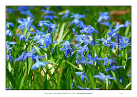 Freie kommerzielle nutzung keine namensnennung top.nächste seite ›. Bildkarten Mit Fotos Von Fruhlingsblumen Zur Seniorenbeschaftigung