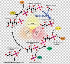 Lavazza acquired barista (150 coffee shops globally & 132 in india) according to latest figures 16 bl cups lavazza coffee is consumed everyday. Calvin Cycle Photosynthesis Carbon Dioxide Light Independent Reactions Carbon Fixation Png Clipart Area Biochemistry C3 Carbon