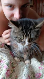 i have one brown cow (yoshimi) and one grey cow (spooky)