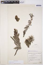 Image result for Hirpicium bechuanense