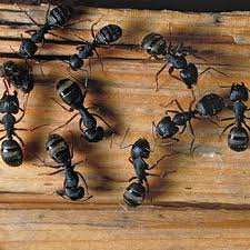 This is a sustainable approach to managing pests by combining. Aaa Pest Control 22 Reviews Pest Control 304 1st Ave S Kent Wa Phone Number