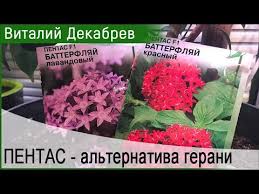 Semua orang pasti tahu bunga apalagi bagi kaum perempuan, pastinya bunga tanaman bunga adalah salah satu jenis makhluk hidup yang mempunyai bentuk yang cantik, dan juga sebagian. Flower Pentas Foto Penanaman Dan Perawatan Di Rumah Situs Tentang Taman Pondok Dan Tanaman Hias