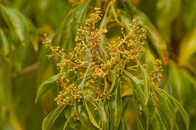 Image result for Heteropyxis natalensis