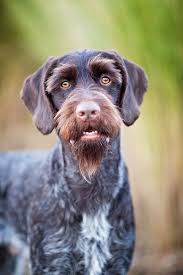 Use the following search parameters to narrow your results 60 Dogs German Wirehaired Pointer Deutsch Drahthaar Ideas German Wirehaired Pointer Dogs Hunting Dogs