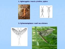 Efemeridele, numite popular și rusalii, sunt insecte care au, în stadiul adult, o viață foarte scurtă. Wuzp4k6chmkc M