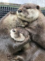 Group Hug The Daily Otter Otters Cute Animal Hugs Cute Animals