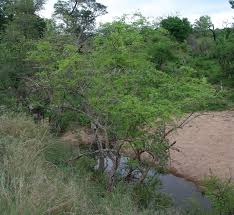 Image result for Dalbergia melanoxylon