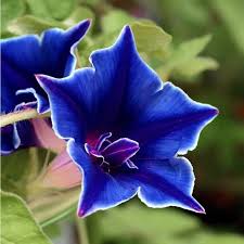 Image result for Ipomoea kituiensis