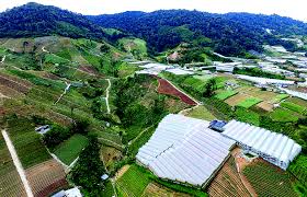 The cameron highlands is a tea plantation region and former british colonial hill station retreat that is popular with tourists. Protecting Cameron Highlands From Illegal Land Exploitation