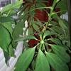 While a floral wreath or green plant will generally prove. Https Encrypted Tbn0 Gstatic Com Images Q Tbn And9gcr3twkfakatokdlbo74vfoen 8wpjpnvbsh4jy0j9ctobcc0ys2 Usqp Cau