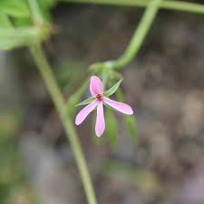 Image result for Pelargonium alchemilloides
