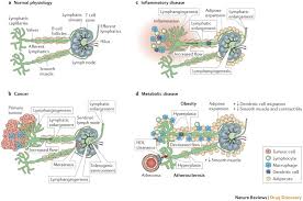 Günstig gelegen bieten wir ihnen eine große auswahl an mietwagen, egal ob. From Sewer To Saviour Targeting The Lymphatic System To Promote Drug Exposure And Activity Nature Reviews Drug Discovery