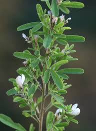 Image result for Conyza limosa