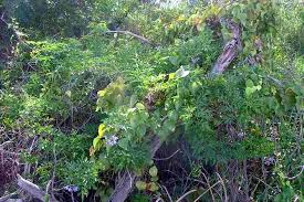 Image result for Solanum seaforthianum