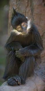 Black Monkey Animals Cute Animals Rare Animals