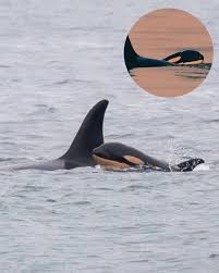 Orcas work together to save newborn calf