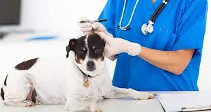Having your dog or cat protected by a good health insurance plan can put your mind at ease by knowing that large, unexpected medical bills will be covered. How Does Dog Insurance Work Cesar S Way