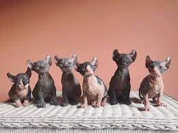 300 Egyptian Cat Names The Dog People By Rover Com