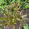 The particular water mold that causes phytophthora blight is called phytophthora capsici (sometimes abbreviated as p. Https Encrypted Tbn0 Gstatic Com Images Q Tbn And9gcrhcgqmpyka3h1kv4kfjyrxcnchpjn5wec3y8 Kh Pk T1cmber Usqp Cau