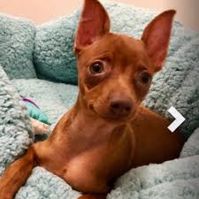 12,885 miniature pinscher dogs have been adopted on rescue me! Adopt A Miniature Pinscher Puppy Near New York Ny Get Your Pet